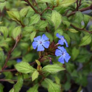 Ceratostigma willmottianum 20-30 cm